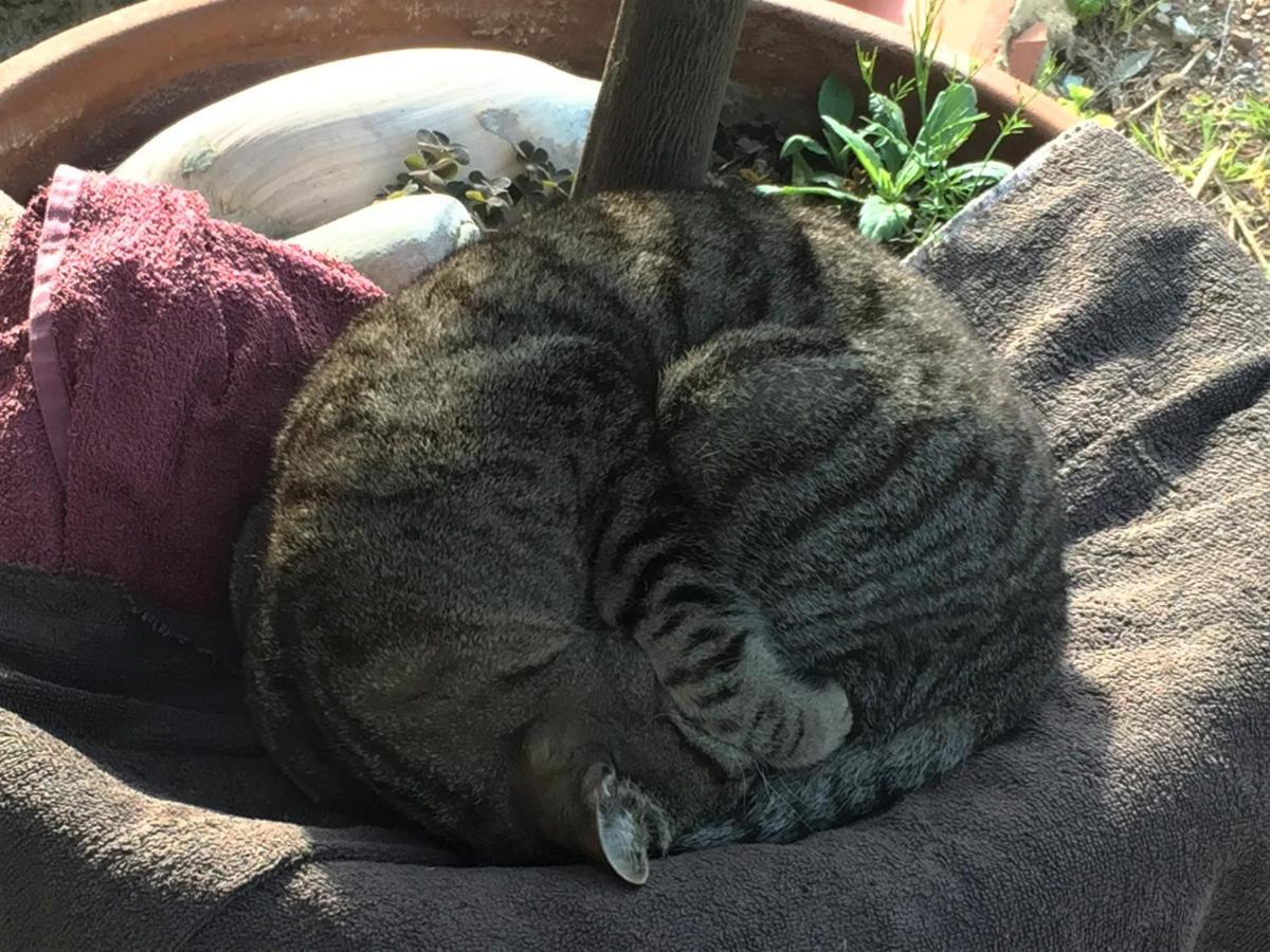 Poggio Magginga Lägenhet Terricciola Exteriör bild
