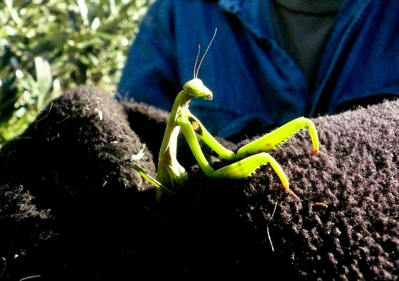 Poggio Magginga Lägenhet Terricciola Exteriör bild