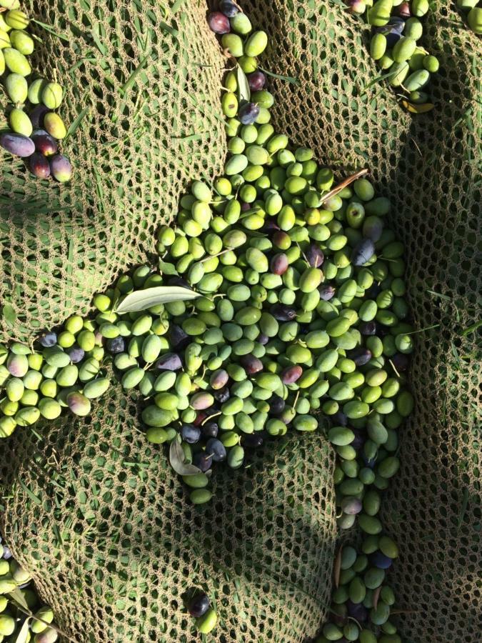 Poggio Magginga Lägenhet Terricciola Exteriör bild